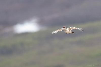 alpensneeuwhoen -  rock ptarmigan