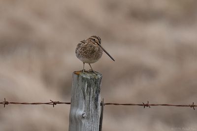 watersnip -  common snipe