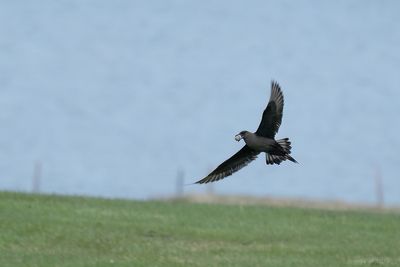 kleine jager -  parasitic jaeger