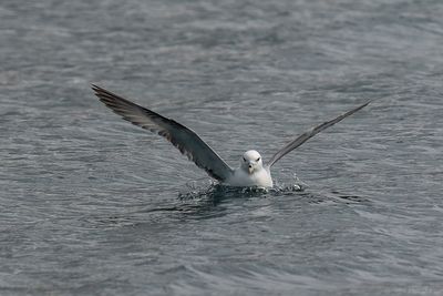 noordse stormvogel - fulmar