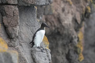 zeekoet - common guillemot