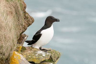 alk - razorbill