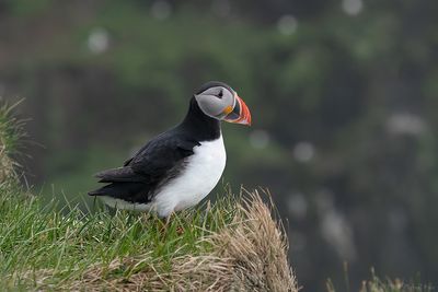 papegaaiduiker - puffin