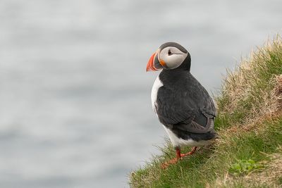 papegaaiduiker - puffin