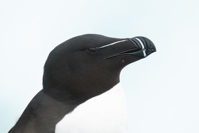 alk - razorbill
