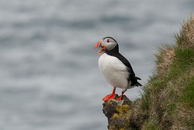 papegaaiduiker - puffin