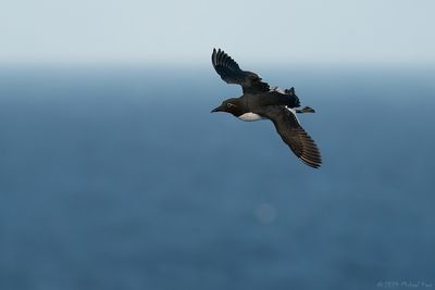 (bril)zeekoet - common guillemot