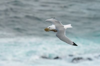 drieteenmeeuw - kittiwake
