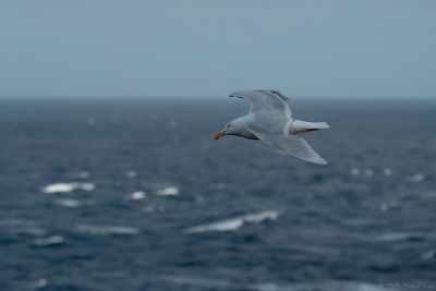 grote burgemeester - glaucous gull