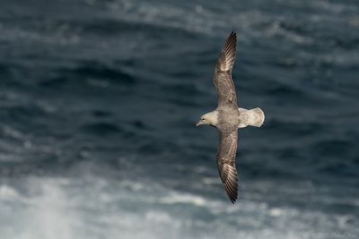 noordse stormvogel - fulmar