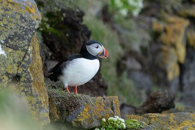 papegaaiduiker - puffin