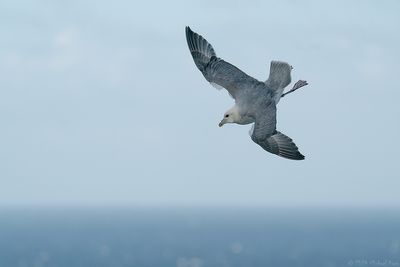 noordse stormvogel - fulmar