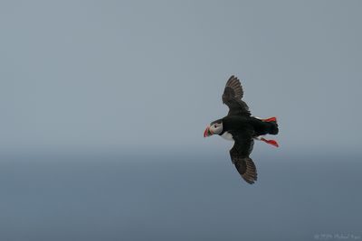 papegaaiduiker - puffin