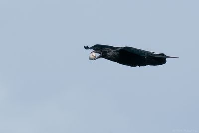raaf - raven