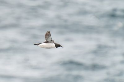 kortbekzeekoet - thick-billed murre