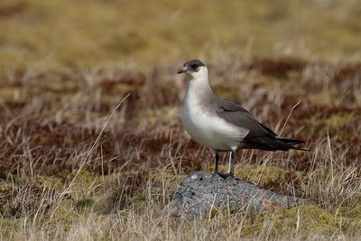 kleine jager - parasitic jaeger