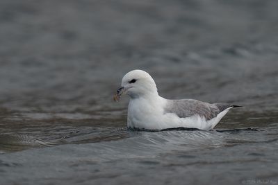noordse stormvogel - fulmar