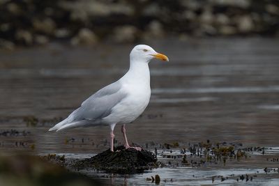 grote burgemeester - glaucous gull