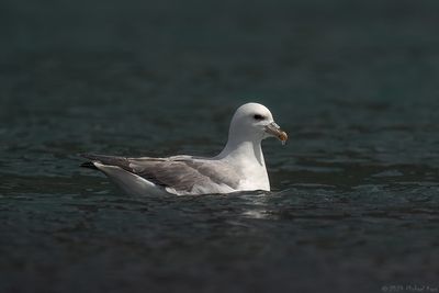 noordse stormvogel - fulmar