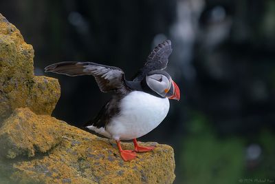 papegaaiduiker - puffin
