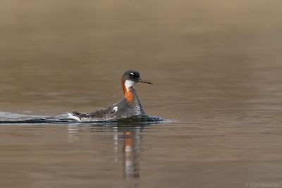 grauwe franjepoot - red-necked pharlarope
