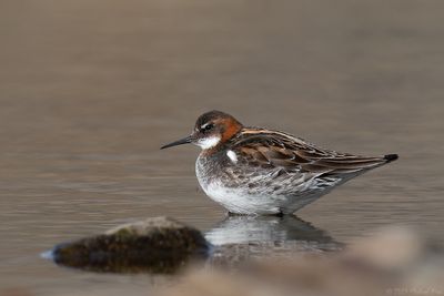 grauwe franjepoot - red-necked pharlarope