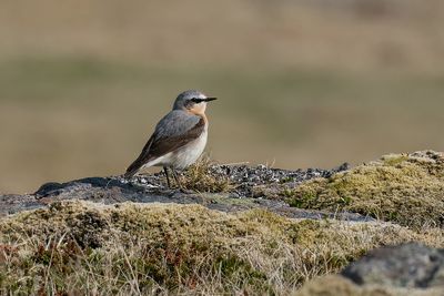 tapuit - northern wheatear
