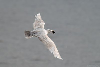 grote burgemeester - glaucous gull