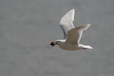 grote burgemeester - glaucous gull