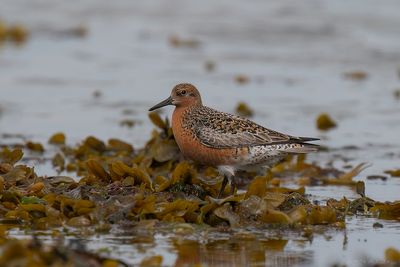 kanoet - red knot