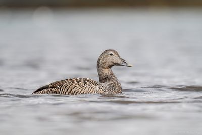 eider - eider
