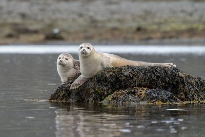 gewone zeehond - harbour seal