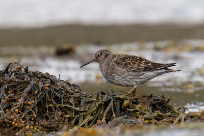 paarse strandloper - purple sandpiper