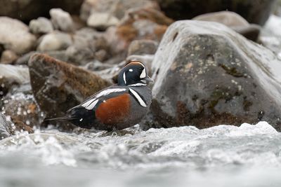 harlekijneend - harlequin duck