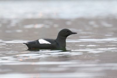zwarte zeekoet - black guillemot