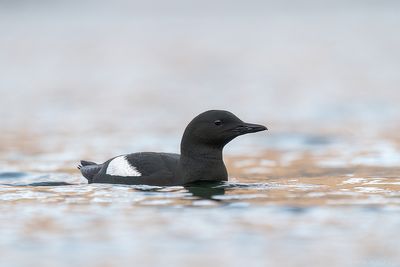 zwarte zeekoet - black guillemot