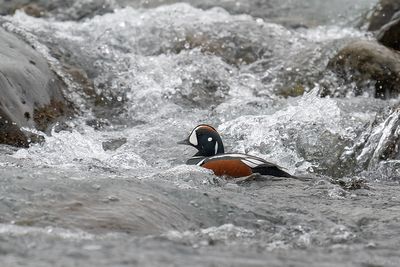harlekijneend - harlequin duck