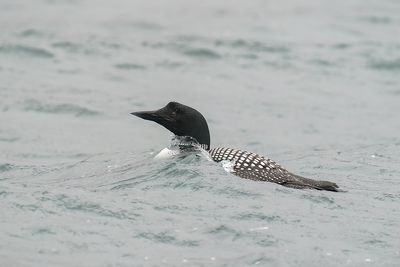 ijsduiker - common loon