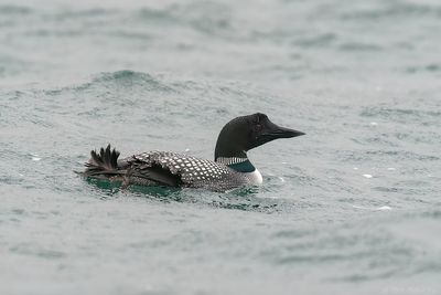 ijsduiker - common loon