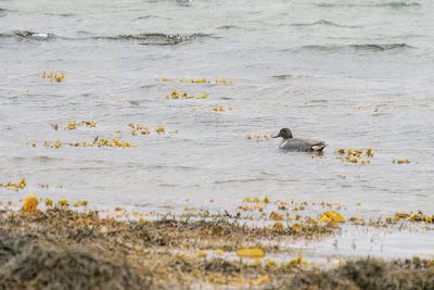 Amerikaanse wintertaling - green-winged teal