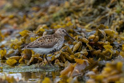 bonte strandloper - dunlin