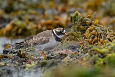 bontbekplevier - common ringed plover