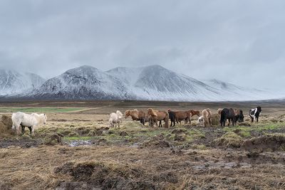 IJslanders - Icelandic horses