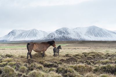 IJslanders - Icelandic horses