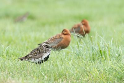 goudplevier - European golden plover