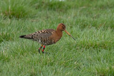 IJslandse grutto - Icelandic black-tailed godwit