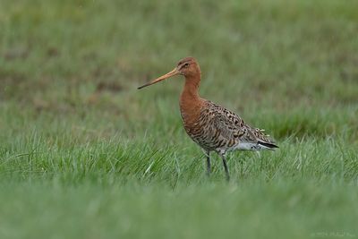 IJslandse grutto - Icelandic black-tailed godwit
