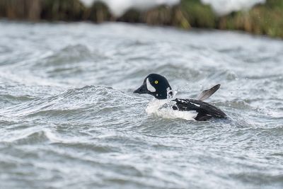 IJslandse brilduiker - Barrow's goldeneye