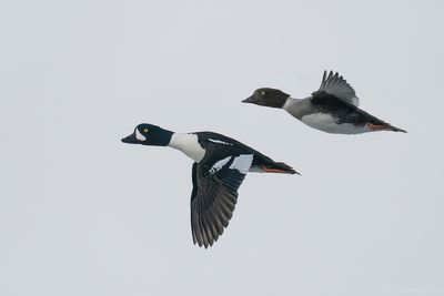 IJslandse brilduiker - Barrow's goldeneye