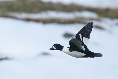 IJslandse brilduiker - Barrow's goldeneye